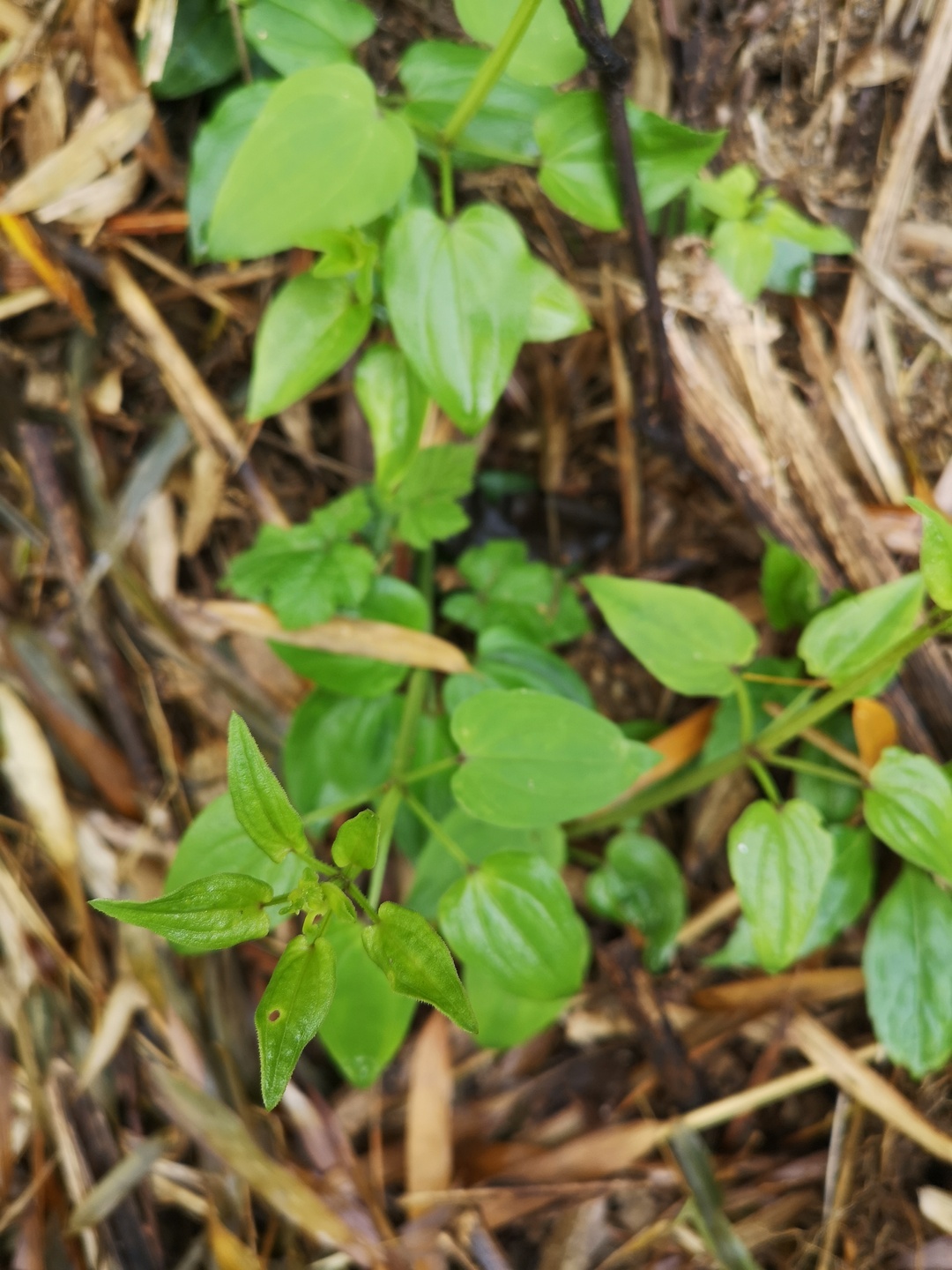 竹林深处探宝——只为了那一棵黄精