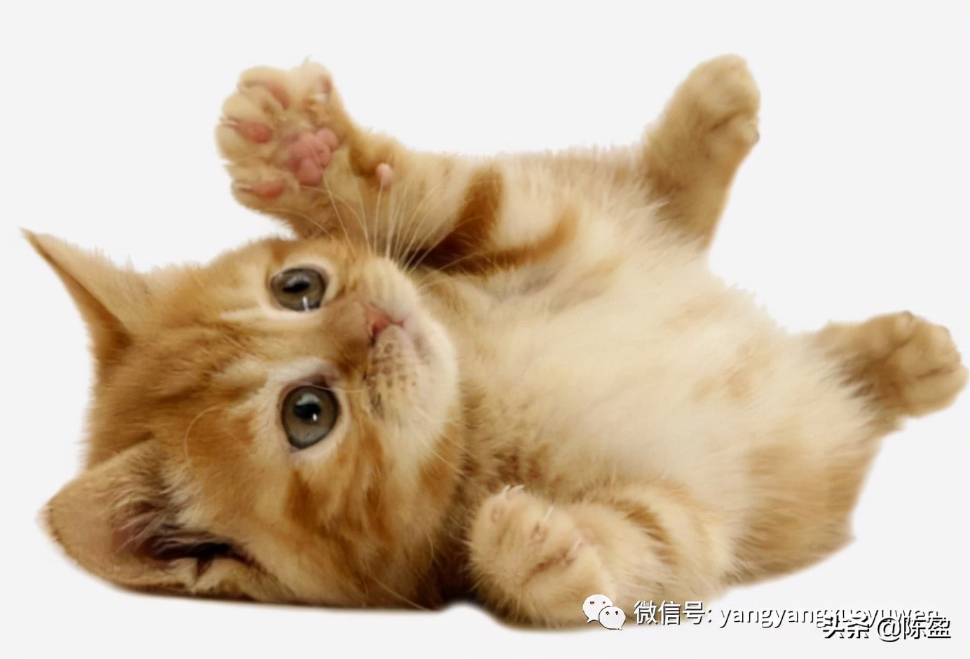 分级阅读的诞生丨好绘本如何好《亲亲我》每个宝宝都奶香奶香的