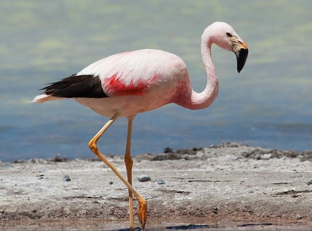 东江揽胜,惠州淡水常见鸟类图谱