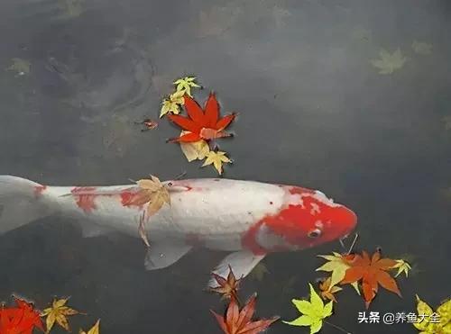 锦鲤春夏养秋冬赏,谈谈锦鲤的春夏秋冬那些事