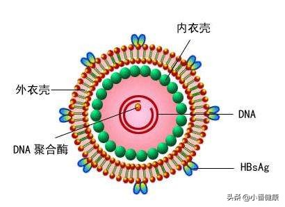 乙肝病毒体外存活时间,乙肝病毒体外存活周期