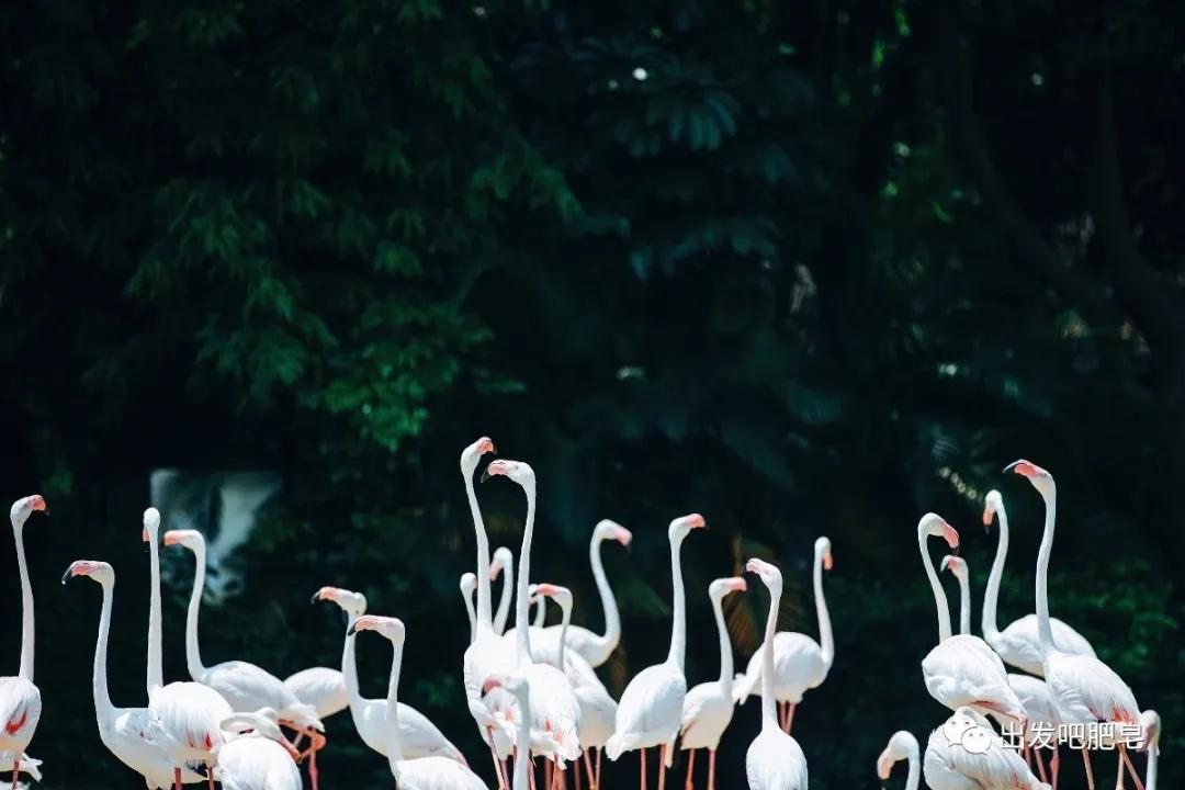 长隆飞鸟乐园长隆熊猫酒店怎么选,周一长隆野生动物园游玩攻略