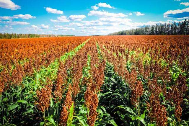 高粱的种植需要防治哪些病虫害,高粱生长过程中易发生哪些病虫害