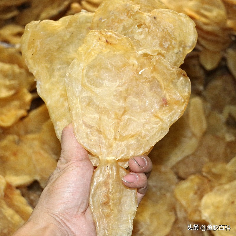 鱼胶性价比超高的4款鱼胶,什么鱼胶经济实惠好用