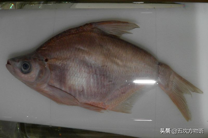 松花江名鱼三花五罗十八子,三花五罗十八子鳇鱼