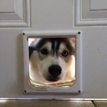 哈士奇萨摩金毛哪个好养,萨摩耶跟哈士奇阿拉斯加犬的区别