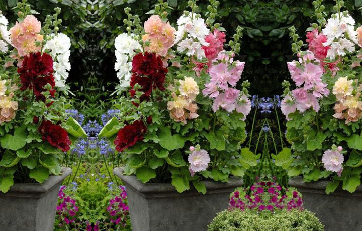 蜀葵是什么植物,蜀葵习性