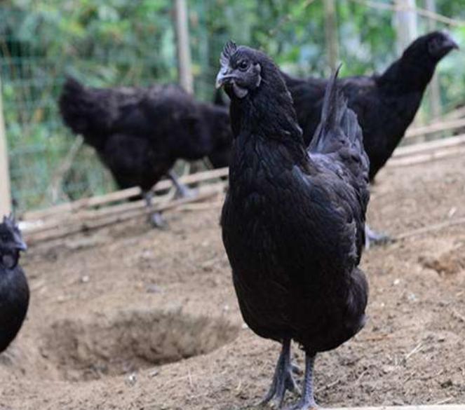 四川特色土货都有哪些,四川农村著名的美食有哪些