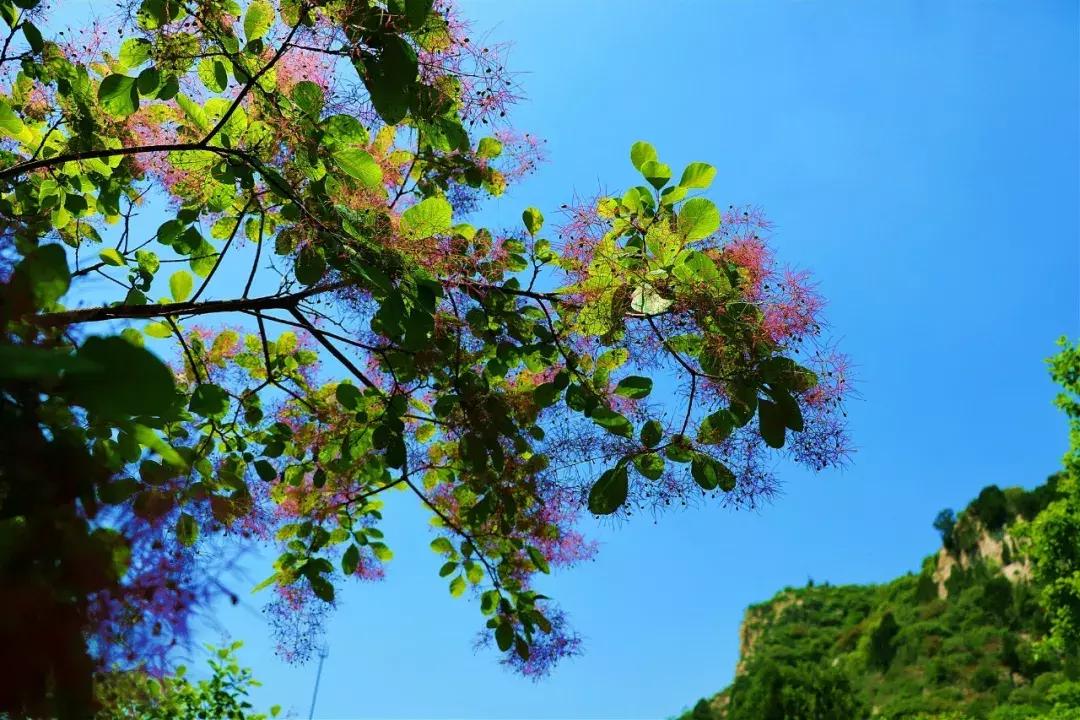 临朐石门坊风景区介绍视频,临朐石门坊风景区海拔