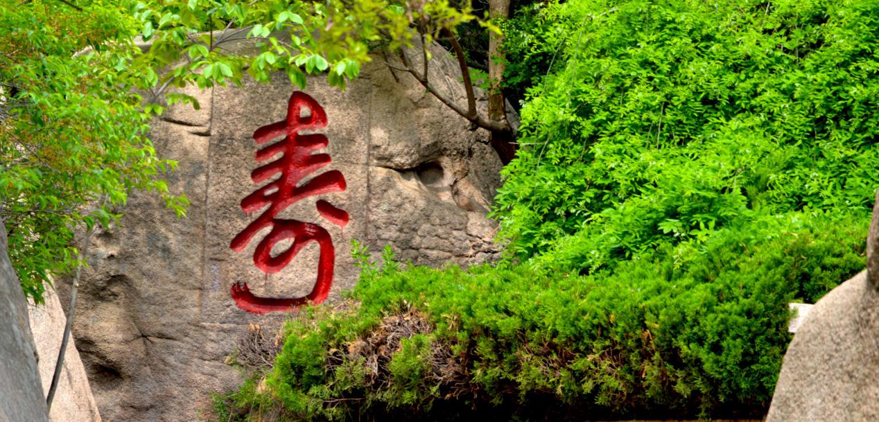 崂山茶叶好不好喝呀知乎,你有没有喝过崂山白花蛇草水