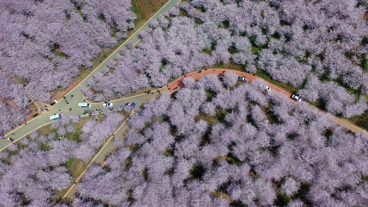 武大的樱花和东湖的樱花,重邮樱花和武大樱花