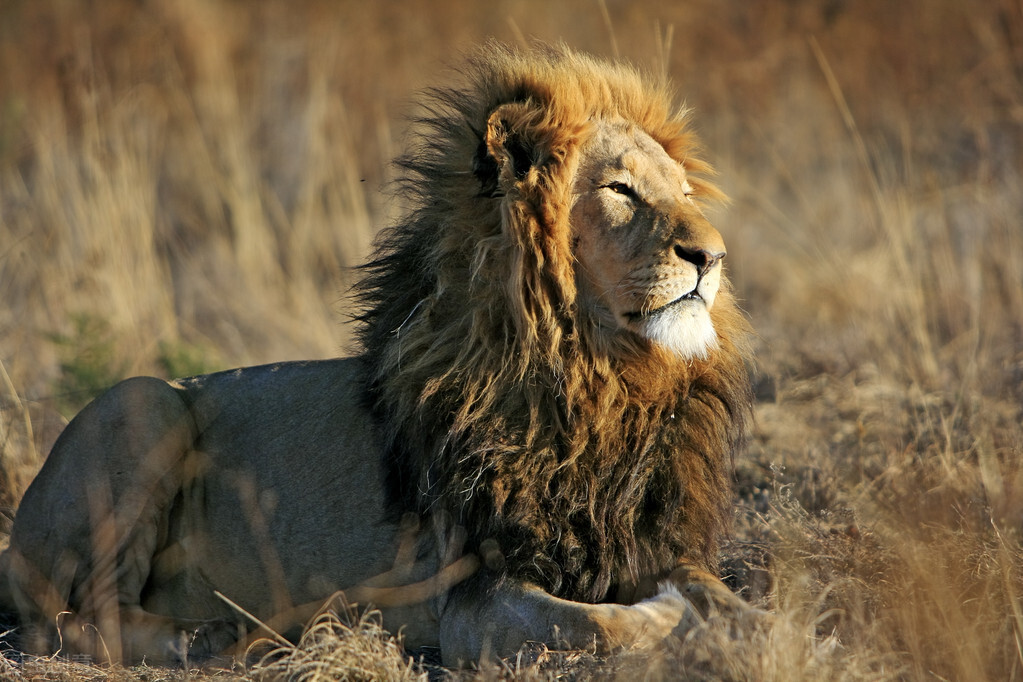 为什么每个人都说老虎比狮子厉害,为什么有些人认为狮子比老虎厉害