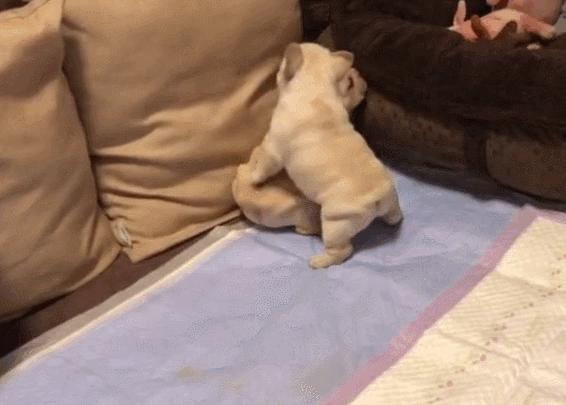 狗狗长期过量运动的危害,狗狗喂食的十大禁忌