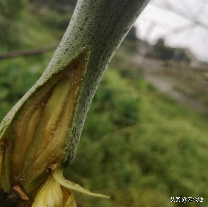 丝瓜裂瓜,大棚丝瓜烂瓜的原因及措施