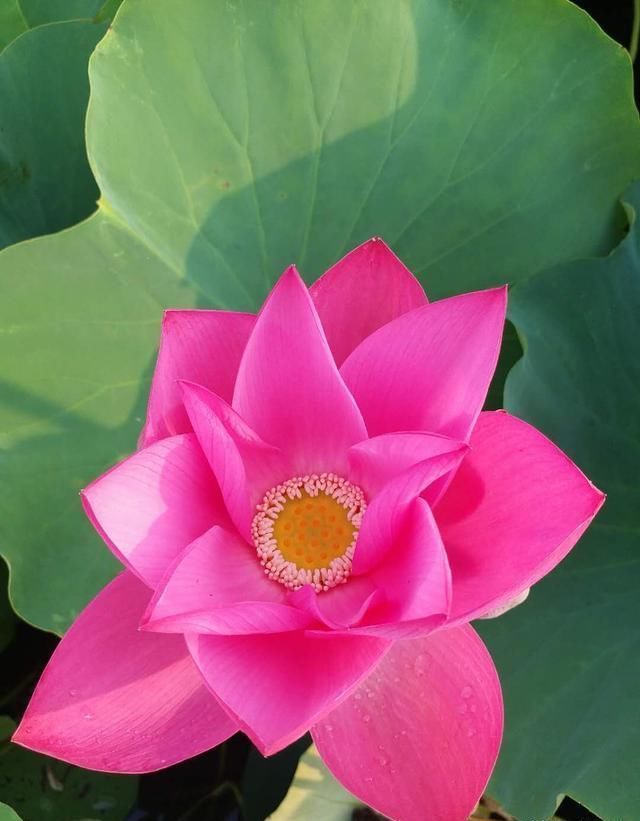 微山湖新鲜莲蓬采摘,微山湖旅游攻略美食