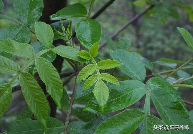 养鸡的十大妙招有哪些,养鸡的秘诀