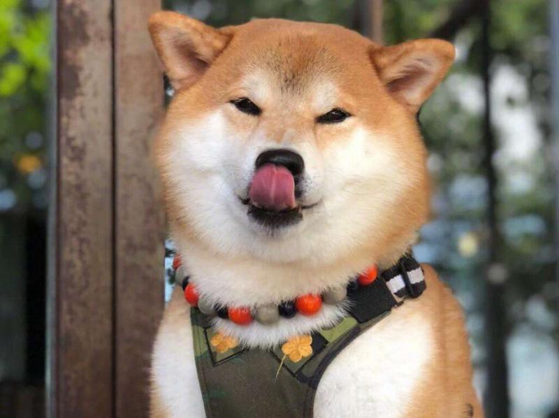 睿德宝瑞狗粮和宝路哪个好,麦富迪和宝路的狗粮哪个好