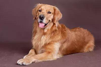 导盲犬把人咬伤了会怎么处置,被人咬伤后应该怎么处置最妥当