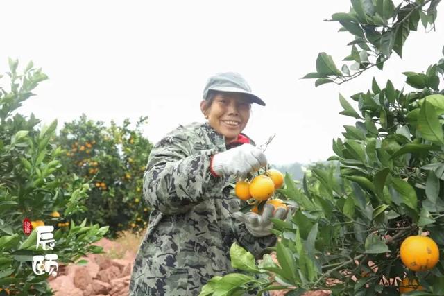 湖南麻阳苗族自治县冰糖橙之乡,麻阳苗族自治县冰糖橙果园