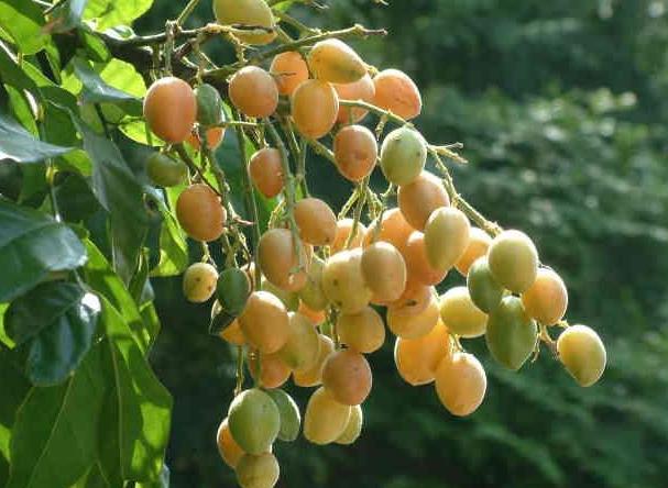 最全海南水果上市时间表,海南水果上市时间表收藏版