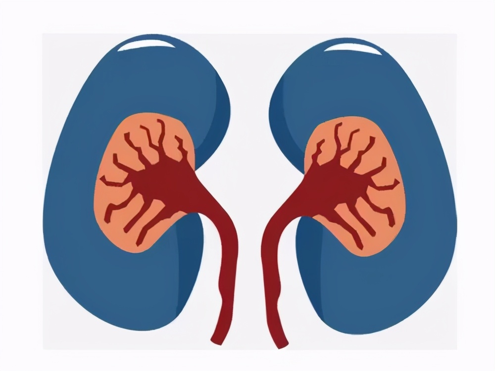 人体切除一个肾脏,肾癌切除一个肾影响寿命吗