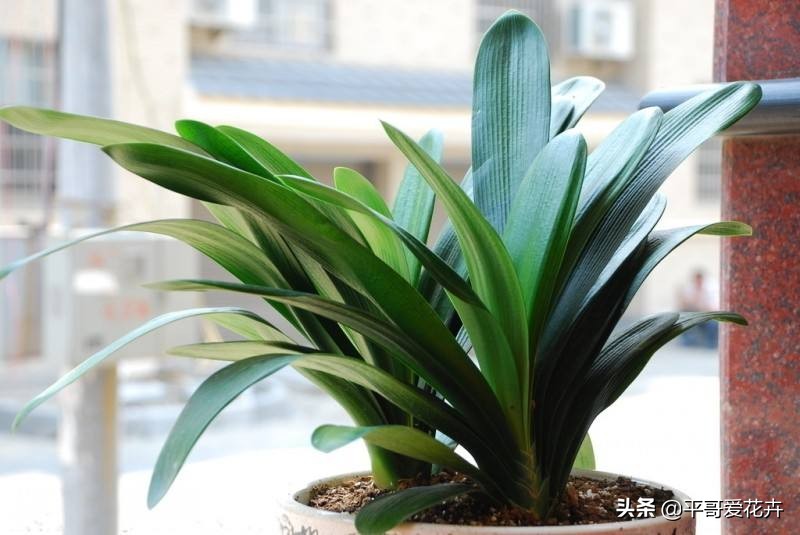 家里适合养的十种花和植物,家里养3种花一年四季开花不断