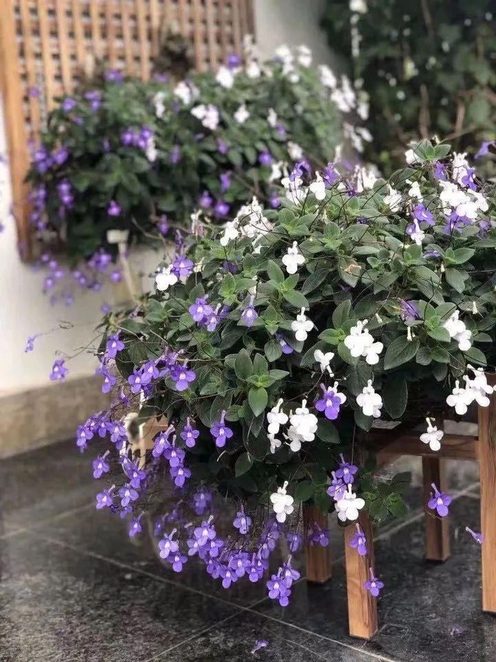 推荐4种“垂吊花”，看一眼就会喜欢上，家里养几盆，美如仙境