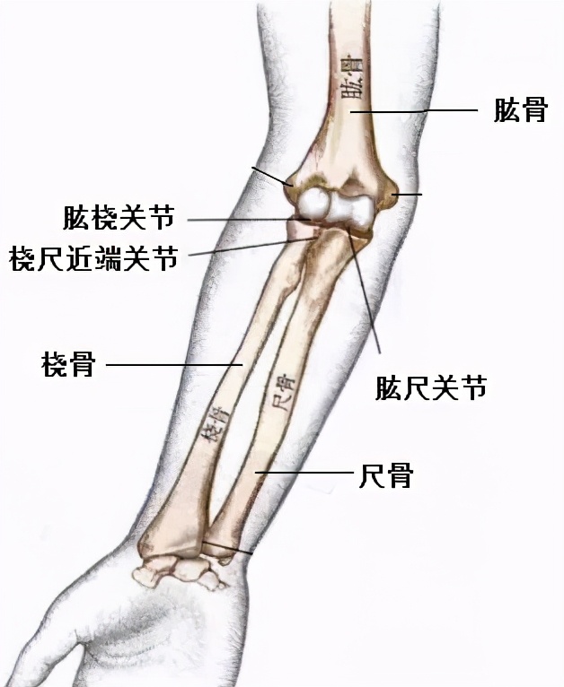 肘关节恐怖三联征康复训练图,肘关节恐怖三联征能彻底治愈吗