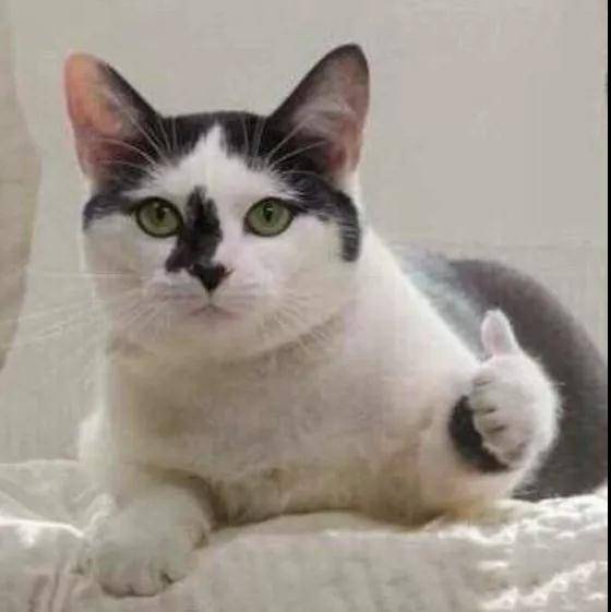 到底是养一只猫好还是养两只,养一只猫好一点还是两只猫好一点