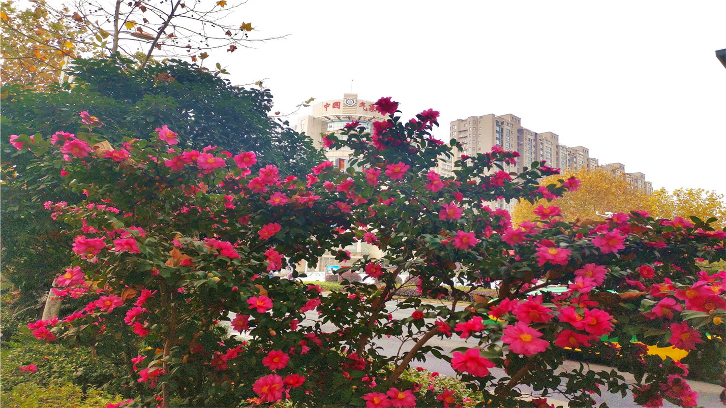 琴瑟在御岁月静好,琴瑟在御岁月静好的配图