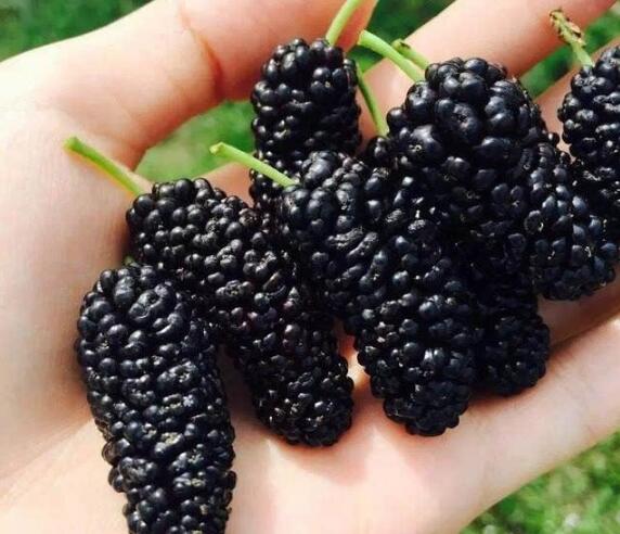 怎么引导狗狗吃水果蔬菜,狗狗吃东西注意事项