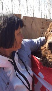 急需救助流浪狗,大量可怜的流浪狗