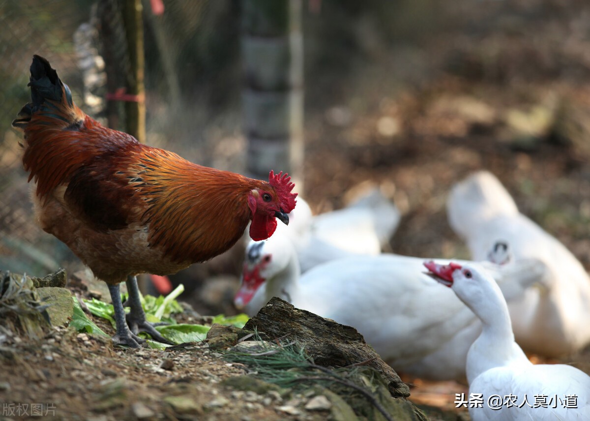 山上养土鸡赚钱吗,山上养公鸡能赚钱吗
