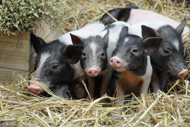 仔猪副伤寒病怎么治疗最有效,仔猪副伤寒治疗方法