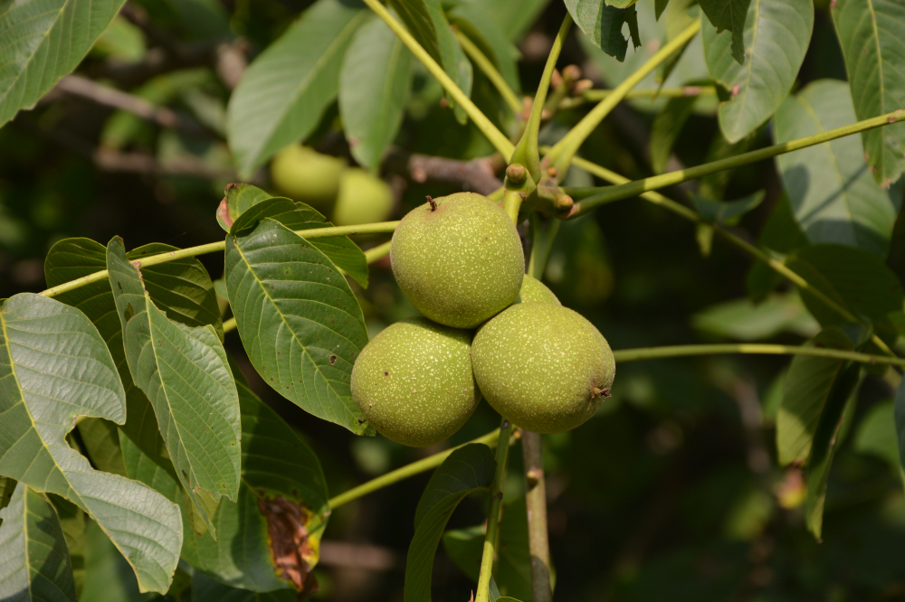 野蜂的口粮极为珍稀,一年等一次,再危险我们也要去“盗”一些!
