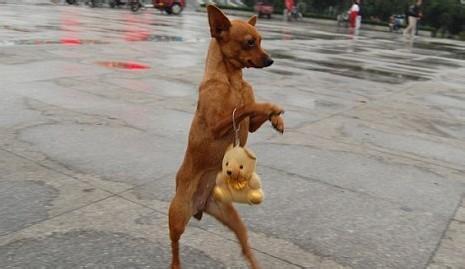 教狗狗直立行走的基本步骤,如何训练狗狗直立行走