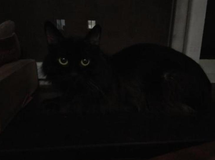 养黑白相间的猫十大禁忌,养纯黑色猫有什么好处