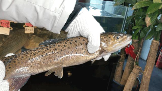 长春十个必去的经典馆子,长春市有哪些好吃的馆子