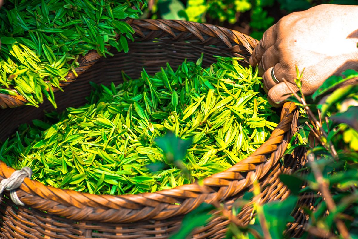 茶叶新零售行业现状,茶叶新零售行业现状如何