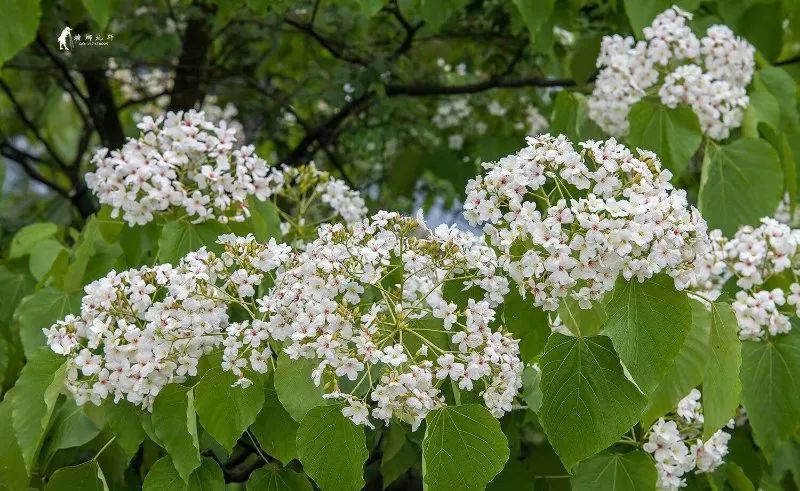 隐世原乡,又见桐花开。