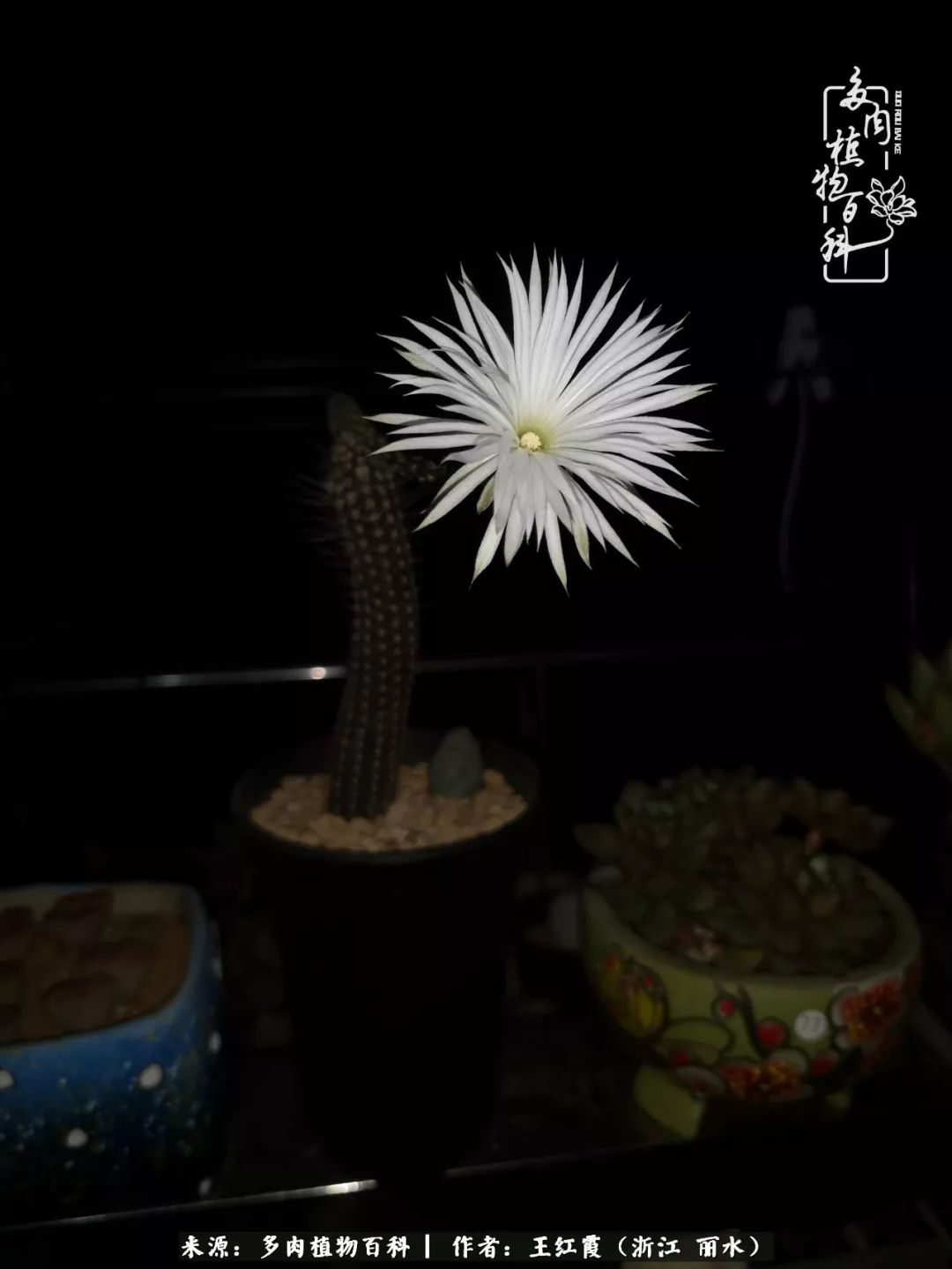 仙人球露养条件,仙人球的露养方法