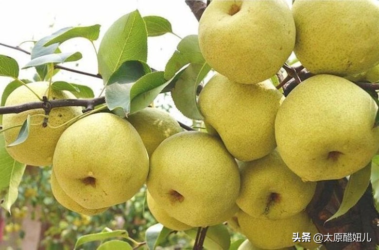 梨选择什么样的好吃,买梨什么样好吃