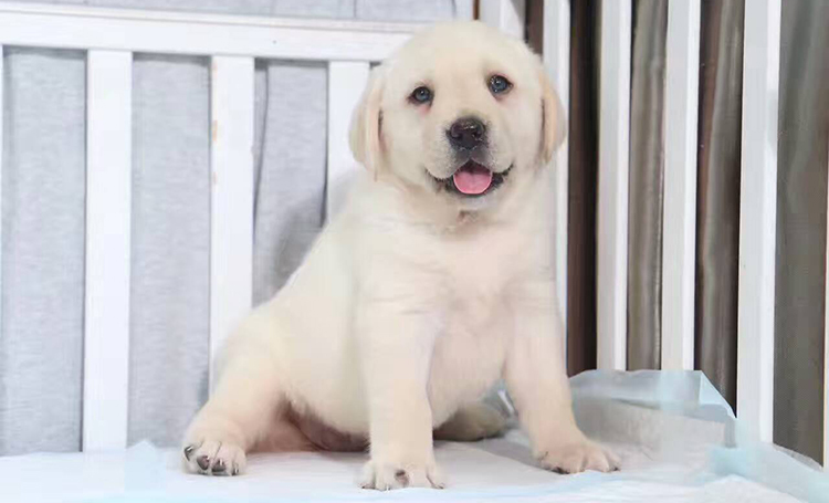 拉布拉多幼犬怎么养要注意什么,饲养拉布拉多幼犬的养护知识大全