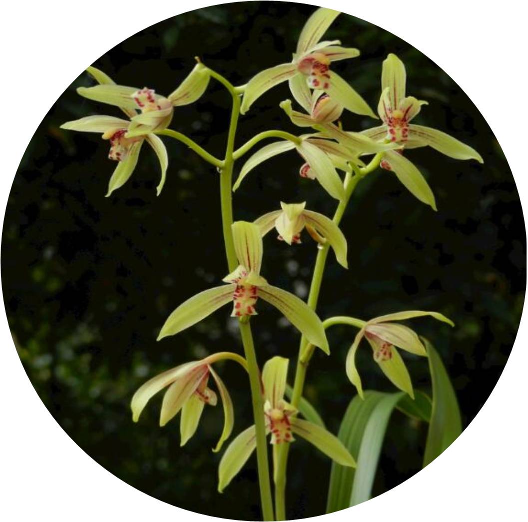 菊竹梅兰图欣赏,花中四君子的兰花图片