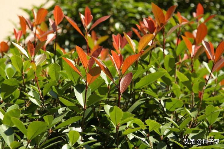 大的红叶石楠修剪成什么样子好看,红叶石楠修剪技巧初学