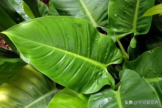 想要植物长得快怎么做,想要株型完整的树如何修剪