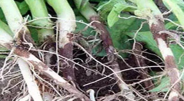 马铃薯这几种病害你都会认吗？认清了以后教你怎么治！（二）