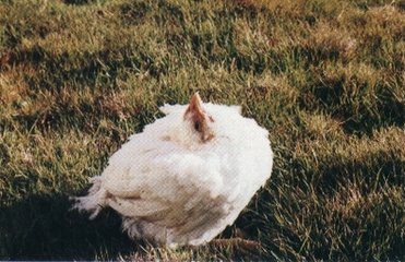 鸡生病站不稳闭眼情况下怎么办,鸡缩脖打蔫消瘦什么病