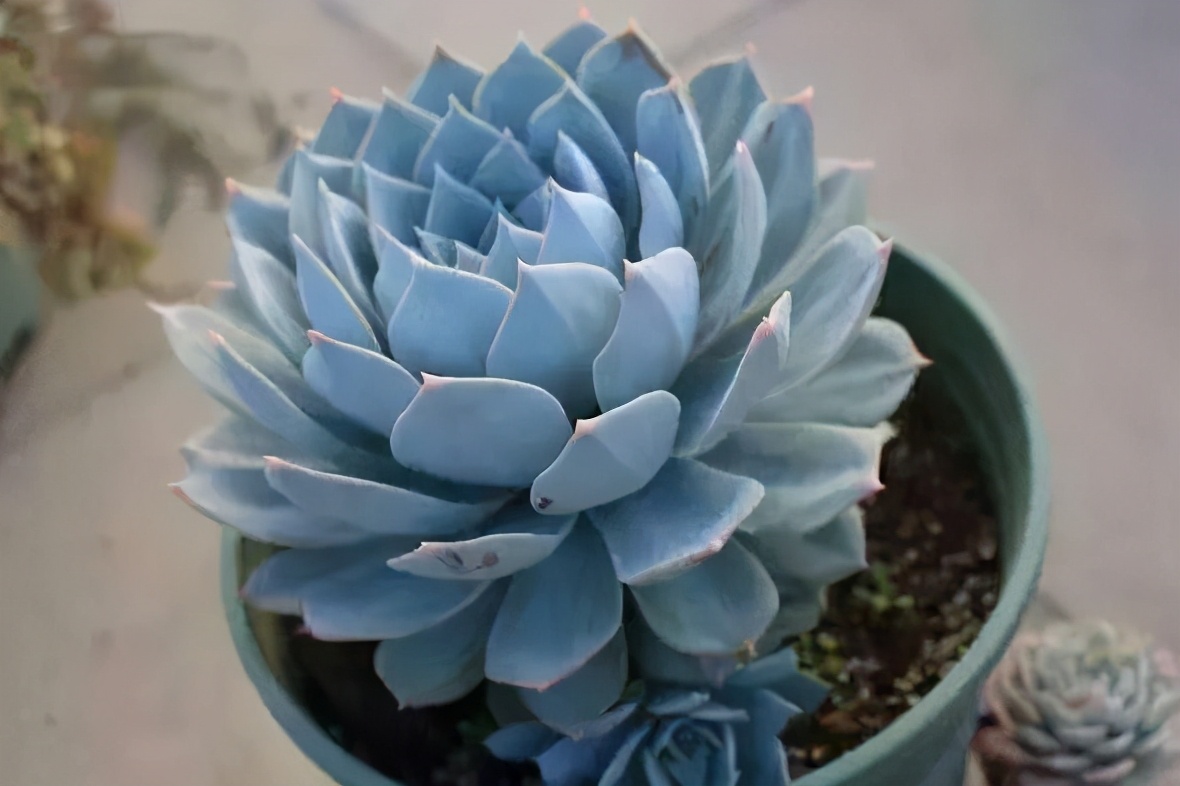 10种多肉天生爱徒长,不能“宠”着养,虐一虐才漂亮