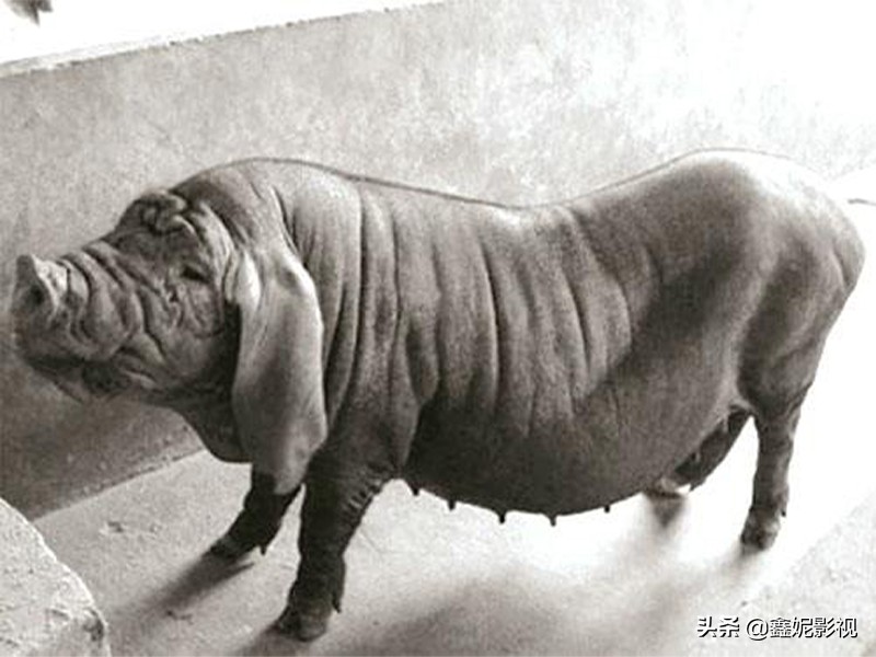 广东话说胎神,民间传说真的有胎神吗